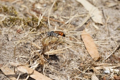 Podalonia tydei suspiciosa
