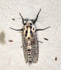 Polyphagozerra coffeae