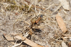 Podalonia tydei suspiciosa