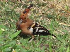 Upupa epops africana