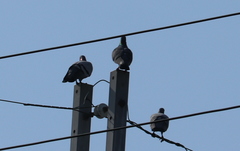 Columba livia domestica