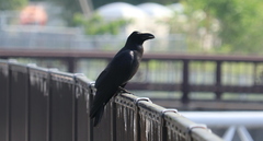 Corvus macrorhynchos