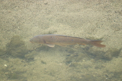 Cyprinus carpio
