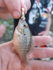 Lepomis megalotis × peltastes