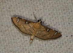 Cotachena hicana