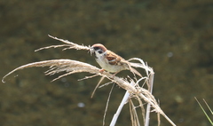 Passer montanus