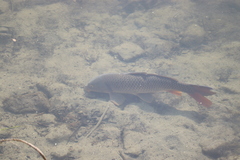 Cyprinus carpio
