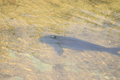Cyprinus carpio