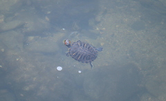 Trachemys scripta