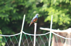 Monticola solitarius