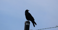 Corvus corone