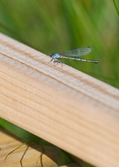 Argia alberta