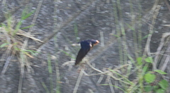 Hirundo rustica