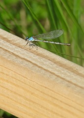 Argia alberta