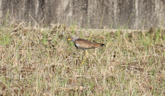 Vanellus cinereus