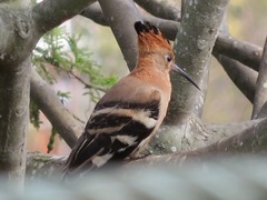 Upupa epops africana