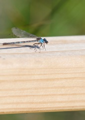 Argia alberta