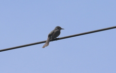 Hypsipetes amaurotis