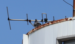 Columba livia domestica