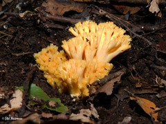 Ramaria subaurantiaca
