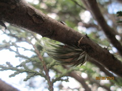 Tillandsia circinnatioides