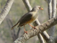 Turdus libonyana