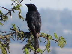 Melaenornis pammelaina ater