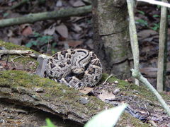 Crotalus ehecatl