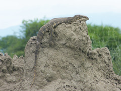 Varanus albigularis