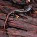 Clouded Salamander - Photo (c) corndog, some rights reserved (CC BY-NC), uploaded by corndog