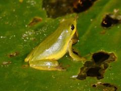 Hyperolius viridiflavus