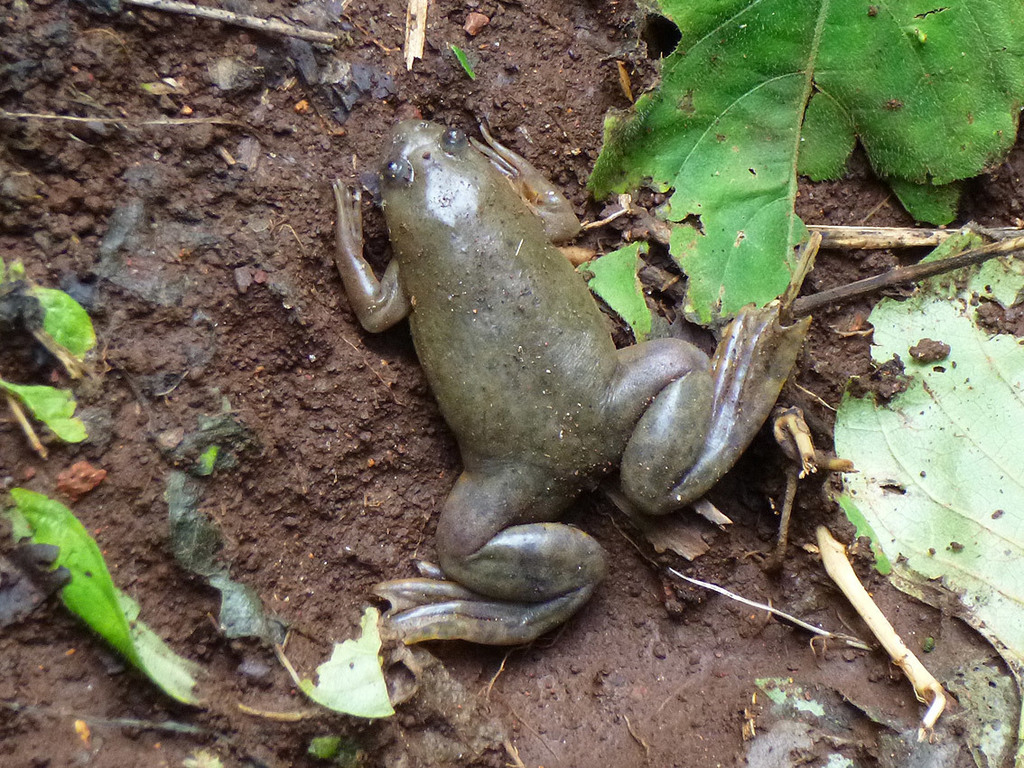Lake Victoria Clawed Frog