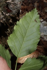 Ligusticum canadense