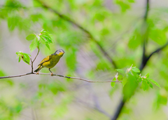 Leiothlypis ruficapilla
