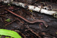 Batrachoseps wrighti