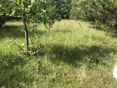 Silphium confertifolium
