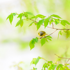 Leiothlypis ruficapilla