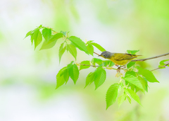 Leiothlypis ruficapilla