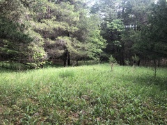 Silphium confertifolium