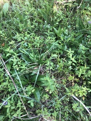 Silphium confertifolium