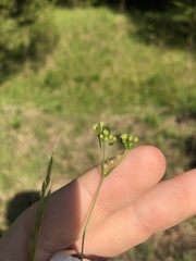 Spermolepis inermis