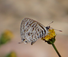 Leptotes pirithous pirithous