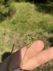 Spermolepis inermis