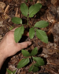 Ligusticum canadense