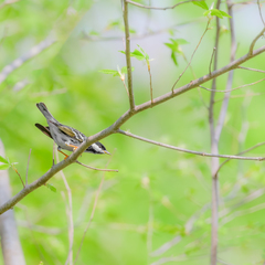Setophaga striata