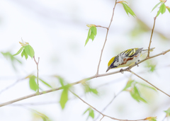 Setophaga pensylvanica