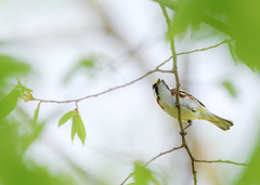 Setophaga pensylvanica