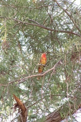 Piranga rubra