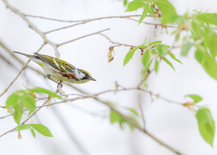 Setophaga pensylvanica