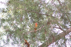Piranga rubra